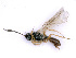  ( - BC-ZSM-HYM-24074-E10)  @13 [ ] CreativeCommons - Attribution Non-Commercial Share-Alike (2016) SNSB, Staatliche Naturwissenschaftliche Sammlungen Bayerns ZSM (SNSB, Zoologische Staatssammlung Muenchen)