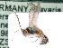  ( - BC-ZSM-HYM-24075-A04)  @12 [ ] CreativeCommons - Attribution Non-Commercial Share-Alike (2016) SNSB, Staatliche Naturwissenschaftliche Sammlungen Bayerns ZSM (SNSB, Zoologische Staatssammlung Muenchen)