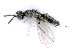  ( - BC-ZSM-HYM-24075-C05)  @13 [ ] CreativeCommons - Attribution Non-Commercial Share-Alike (2016) SNSB, Staatliche Naturwissenschaftliche Sammlungen Bayerns ZSM (SNSB, Zoologische Staatssammlung Muenchen)
