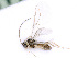  ( - BC-ZSM-HYM-24075-C07)  @12 [ ] CreativeCommons - Attribution Non-Commercial Share-Alike (2016) SNSB, Staatliche Naturwissenschaftliche Sammlungen Bayerns ZSM (SNSB, Zoologische Staatssammlung Muenchen)