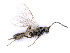  ( - BC-ZSM-HYM-24075-C11)  @11 [ ] CreativeCommons - Attribution Non-Commercial Share-Alike (2016) SNSB, Staatliche Naturwissenschaftliche Sammlungen Bayerns ZSM (SNSB, Zoologische Staatssammlung Muenchen)