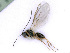 ( - BC-ZSM-HYM-24075-D01)  @12 [ ] CreativeCommons - Attribution Non-Commercial Share-Alike (2016) SNSB, Staatliche Naturwissenschaftliche Sammlungen Bayerns ZSM (SNSB, Zoologische Staatssammlung Muenchen)
