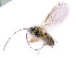  ( - BC-ZSM-HYM-24075-D11)  @12 [ ] CreativeCommons - Attribution Non-Commercial Share-Alike (2016) SNSB, Staatliche Naturwissenschaftliche Sammlungen Bayerns ZSM (SNSB, Zoologische Staatssammlung Muenchen)
