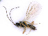  ( - BC-ZSM-HYM-24075-E04)  @12 [ ] CreativeCommons - Attribution Non-Commercial Share-Alike (2016) SNSB, Staatliche Naturwissenschaftliche Sammlungen Bayerns ZSM (SNSB, Zoologische Staatssammlung Muenchen)