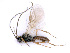  ( - BC-ZSM-HYM-24075-E10)  @11 [ ] CreativeCommons - Attribution Non-Commercial Share-Alike (2016) SNSB, Staatliche Naturwissenschaftliche Sammlungen Bayerns ZSM (SNSB, Zoologische Staatssammlung Muenchen)