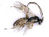  ( - BC-ZSM-HYM-24075-F05)  @11 [ ] by-nc-sa (2020) SNSB, Staatliche Naturwissenschaftliche Sammlungen Bayerns SNSB, Zoologische Staatssammlung Muenchen