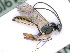  ( - BC-ZSM-HYM-24075-F06)  @14 [ ] CreativeCommons - Attribution Non-Commercial Share-Alike (2016) SNSB, Staatliche Naturwissenschaftliche Sammlungen Bayerns ZSM (SNSB, Zoologische Staatssammlung Muenchen)