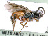 ( - BC-ZSM-HYM-24075-F10)  @11 [ ] by-nc-sa (2020) SNSB, Staatliche Naturwissenschaftliche Sammlungen Bayerns SNSB, Zoologische Staatssammlung Muenchen