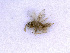  ( - BC-ZSM-HYM-24075-G06)  @12 [ ] CreativeCommons - Attribution Non-Commercial Share-Alike (2016) SNSB, Staatliche Naturwissenschaftliche Sammlungen Bayerns ZSM (SNSB, Zoologische Staatssammlung Muenchen)