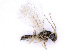  ( - BC-ZSM-HYM-24076-A09)  @11 [ ] CreativeCommons - Attribution Non-Commercial Share-Alike (2016) SNSB, Staatliche Naturwissenschaftliche Sammlungen Bayerns ZSM (SNSB, Zoologische Staatssammlung Muenchen)