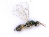  ( - BC-ZSM-HYM-24076-E03)  @12 [ ] CreativeCommons - Attribution Non-Commercial Share-Alike (2016) SNSB, Staatliche Naturwissenschaftliche Sammlungen Bayerns ZSM (SNSB, Zoologische Staatssammlung Muenchen)