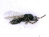  ( - BC-ZSM-HYM-24076-E09)  @11 [ ] CreativeCommons - Attribution Non-Commercial Share-Alike (2016) SNSB, Staatliche Naturwissenschaftliche Sammlungen Bayerns ZSM (SNSB, Zoologische Staatssammlung Muenchen)