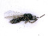  ( - BC-ZSM-HYM-24076-E09)  @11 [ ] by-nc-sa (2020) SNSB, Staatliche Naturwissenschaftliche Sammlungen Bayerns SNSB, Zoologische Staatssammlung Muenchen