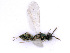  ( - BC-ZSM-HYM-24076-G11)  @13 [ ] CreativeCommons - Attribution Non-Commercial Share-Alike (2016) SNSB, Staatliche Naturwissenschaftliche Sammlungen Bayerns ZSM (SNSB, Zoologische Staatssammlung Muenchen)