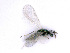  ( - BC-ZSM-HYM-24076-G12)  @13 [ ] CreativeCommons - Attribution Non-Commercial Share-Alike (2016) SNSB, Staatliche Naturwissenschaftliche Sammlungen Bayerns ZSM (SNSB, Zoologische Staatssammlung Muenchen)
