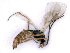  ( - BC-ZSM-HYM-24077-H04)  @12 [ ] CreativeCommons - Attribution Non-Commercial Share-Alike (2016) SNSB, Staatliche Naturwissenschaftliche Sammlungen Bayerns ZSM (SNSB, Zoologische Staatssammlung Muenchen)