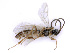  ( - BC-ZSM-HYM-24077-H06)  @13 [ ] CreativeCommons - Attribution Non-Commercial Share-Alike (2016) SNSB, Staatliche Naturwissenschaftliche Sammlungen Bayerns ZSM (SNSB, Zoologische Staatssammlung Muenchen)