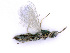  ( - BC-ZSM-HYM-24077-H07)  @13 [ ] CreativeCommons - Attribution Non-Commercial Share-Alike (2016) SNSB, Staatliche Naturwissenschaftliche Sammlungen Bayerns ZSM (SNSB, Zoologische Staatssammlung Muenchen)
