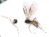  ( - BC-ZSM-HYM-24078-A01)  @11 [ ] CreativeCommons - Attribution Non-Commercial Share-Alike (2016) SNSB, Staatliche Naturwissenschaftliche Sammlungen Bayerns ZSM (SNSB, Zoologische Staatssammlung Muenchen)