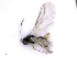 ( - BC-ZSM-HYM-24078-A02)  @12 [ ] CreativeCommons - Attribution Non-Commercial Share-Alike (2016) SNSB, Staatliche Naturwissenschaftliche Sammlungen Bayerns ZSM (SNSB, Zoologische Staatssammlung Muenchen)