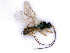  ( - BC-ZSM-HYM-24079-A06)  @11 [ ] CreativeCommons - Attribution Non-Commercial Share-Alike (2016) SNSB, Staatliche Naturwissenschaftliche Sammlungen Bayerns ZSM (SNSB, Zoologische Staatssammlung Muenchen)