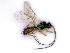  ( - BC-ZSM-HYM-24079-A06)  @11 [ ] by-nc-sa (2020) SNSB, Staatliche Naturwissenschaftliche Sammlungen Bayerns SNSB, Zoologische Staatssammlung Muenchen