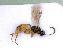  ( - BC-ZSM-HYM-24079-A09)  @11 [ ] by-nc-sa (2020) SNSB, Staatliche Naturwissenschaftliche Sammlungen Bayerns SNSB, Zoologische Staatssammlung Muenchen