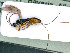  ( - BC-ZSM-HYM-24079-B06)  @11 [ ] by-nc-sa (2020) SNSB, Staatliche Naturwissenschaftliche Sammlungen Bayerns SNSB, Zoologische Staatssammlung Muenchen