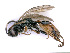 ( - BC-ZSM-HYM-24079-C02)  @15 [ ] CreativeCommons - Attribution Non-Commercial Share-Alike (2016) SNSB, Staatliche Naturwissenschaftliche Sammlungen Bayerns ZSM (SNSB, Zoologische Staatssammlung Muenchen)