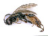  (Barichneumon praeceptor - BC-ZSM-HYM-24079-C02)  @15 [ ] by-nc-sa (2020) SNSB, Staatliche Naturwissenschaftliche Sammlungen Bayerns SNSB, Zoologische Staatssammlung Muenchen
