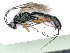  ( - BC-ZSM-HYM-24079-C07)  @12 [ ] by-nc-sa (2020) SNSB, Staatliche Naturwissenschaftliche Sammlungen Bayerns SNSB, Zoologische Staatssammlung Muenchen