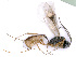  ( - BC-ZSM-HYM-24105-A07)  @13 [ ] CreativeCommons - Attribution Non-Commercial Share-Alike (2016) SNSB, Staatliche Naturwissenschaftliche Sammlungen Bayerns ZSM (SNSB, Zoologische Staatssammlung Muenchen)