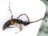  ( - BC-ZSM-HYM-24105-H01)  @12 [ ] CreativeCommons - Attribution Non-Commercial Share-Alike (2016) SNSB, Staatliche Naturwissenschaftliche Sammlungen Bayerns ZSM (SNSB, Zoologische Staatssammlung Muenchen)