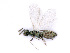  ( - BC-ZSM-HYM-24106-C01)  @13 [ ] CreativeCommons - Attribution Non-Commercial Share-Alike (2016) SNSB, Staatliche Naturwissenschaftliche Sammlungen Bayerns ZSM (SNSB, Zoologische Staatssammlung Muenchen)