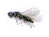  ( - BC-ZSM-HYM-24106-C02)  @13 [ ] CreativeCommons - Attribution Non-Commercial Share-Alike (2016) SNSB, Staatliche Naturwissenschaftliche Sammlungen Bayerns ZSM (SNSB, Zoologische Staatssammlung Muenchen)