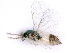  ( - BC-ZSM-HYM-24106-F06)  @12 [ ] CreativeCommons - Attribution Non-Commercial Share-Alike (2016) SNSB, Staatliche Naturwissenschaftliche Sammlungen Bayerns ZSM (SNSB, Zoologische Staatssammlung Muenchen)