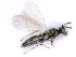  ( - BC-ZSM-HYM-24106-H01)  @13 [ ] CreativeCommons - Attribution Non-Commercial Share-Alike (2016) SNSB, Staatliche Naturwissenschaftliche Sammlungen Bayerns ZSM (SNSB, Zoologische Staatssammlung Muenchen)