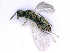  ( - BC-ZSM-HYM-24107-A10)  @13 [ ] CreativeCommons - Attribution Non-Commercial Share-Alike (2016) SNSB, Staatliche Naturwissenschaftliche Sammlungen Bayerns ZSM (SNSB, Zoologische Staatssammlung Muenchen)