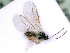  ( - BC-ZSM-HYM-24107-C04)  @12 [ ] CreativeCommons - Attribution Non-Commercial Share-Alike (2016) SNSB, Staatliche Naturwissenschaftliche Sammlungen Bayerns ZSM (SNSB, Zoologische Staatssammlung Muenchen)