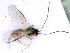  ( - BC-ZSM-HYM-24107-C05)  @12 [ ] CreativeCommons - Attribution Non-Commercial Share-Alike (2016) SNSB, Staatliche Naturwissenschaftliche Sammlungen Bayerns ZSM (SNSB, Zoologische Staatssammlung Muenchen)