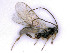  ( - BC-ZSM-HYM-24107-C06)  @11 [ ] by-nc-sa (2020) SNSB, Staatliche Naturwissenschaftliche Sammlungen Bayerns SNSB, Zoologische Staatssammlung Muenchen