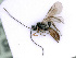  ( - BC-ZSM-HYM-24107-D07)  @12 [ ] CreativeCommons - Attribution Non-Commercial Share-Alike (2016) SNSB, Staatliche Naturwissenschaftliche Sammlungen Bayerns ZSM (SNSB, Zoologische Staatssammlung Muenchen)