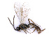  ( - BC-ZSM-HYM-24107-D08)  @11 [ ] CreativeCommons - Attribution Non-Commercial Share-Alike (2016) SNSB, Staatliche Naturwissenschaftliche Sammlungen Bayerns ZSM (SNSB, Zoologische Staatssammlung Muenchen)