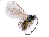  ( - BC-ZSM-HYM-24107-D09)  @12 [ ] CreativeCommons - Attribution Non-Commercial Share-Alike (2016) SNSB, Staatliche Naturwissenschaftliche Sammlungen Bayerns ZSM (SNSB, Zoologische Staatssammlung Muenchen)