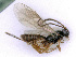  ( - BC-ZSM-HYM-24107-E07)  @13 [ ] CreativeCommons - Attribution Non-Commercial Share-Alike (2016) SNSB, Staatliche Naturwissenschaftliche Sammlungen Bayerns ZSM (SNSB, Zoologische Staatssammlung Muenchen)