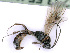  (Barycnemis bellator - BC-ZSM-HYM-24107-F02)  @14 [ ] CreativeCommons - Attribution Non-Commercial Share-Alike (2016) SNSB, Staatliche Naturwissenschaftliche Sammlungen Bayerns ZSM (SNSB, Zoologische Staatssammlung Muenchen)