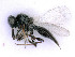  ( - BC-ZSM-HYM-24107-F07)  @11 [ ] by-nc-sa (2020) SNSB, Staatliche Naturwissenschaftliche Sammlungen Bayerns SNSB, Zoologische Staatssammlung Muenchen