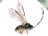  ( - BC-ZSM-HYM-24108-B10)  @12 [ ] CreativeCommons - Attribution Non-Commercial Share-Alike (2016) SNSB, Staatliche Naturwissenschaftliche Sammlungen Bayerns ZSM (SNSB, Zoologische Staatssammlung Muenchen)