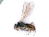  ( - BC-ZSM-HYM-24108-B11)  @11 [ ] CreativeCommons - Attribution Non-Commercial Share-Alike (2016) SNSB, Staatliche Naturwissenschaftliche Sammlungen Bayerns ZSM (SNSB, Zoologische Staatssammlung Muenchen)