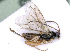  ( - BC-ZSM-HYM-24108-C07)  @13 [ ] CreativeCommons - Attribution Non-Commercial Share-Alike (2016) SNSB, Staatliche Naturwissenschaftliche Sammlungen Bayerns ZSM (SNSB, Zoologische Staatssammlung Muenchen)